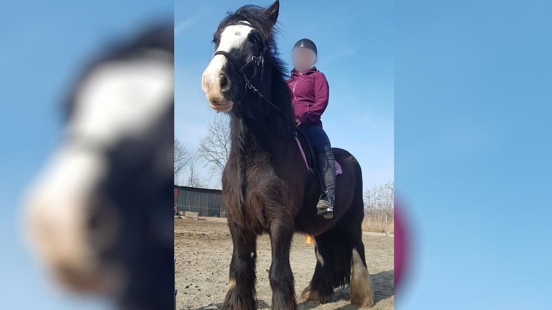 Het gestolen paard Swiffer, met een cliënt van de zorgboerderij op zijn rug