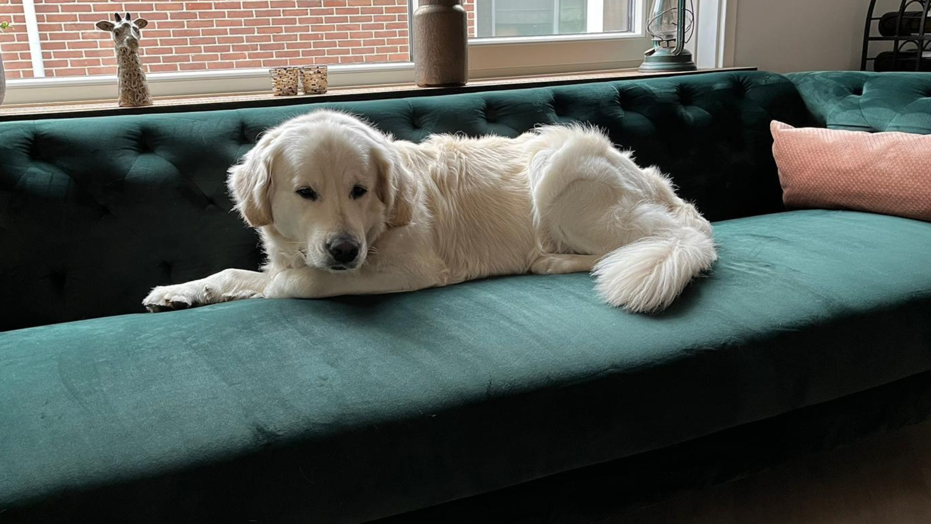 Golden retriever Tommy ligt lekker op de bank
