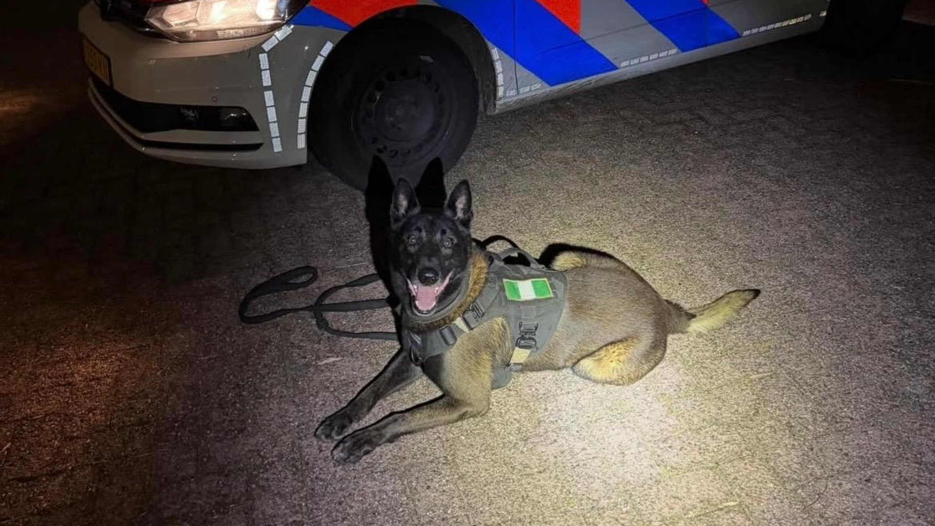 Diensthond Basco kwam de vier verdachten op het spoor.