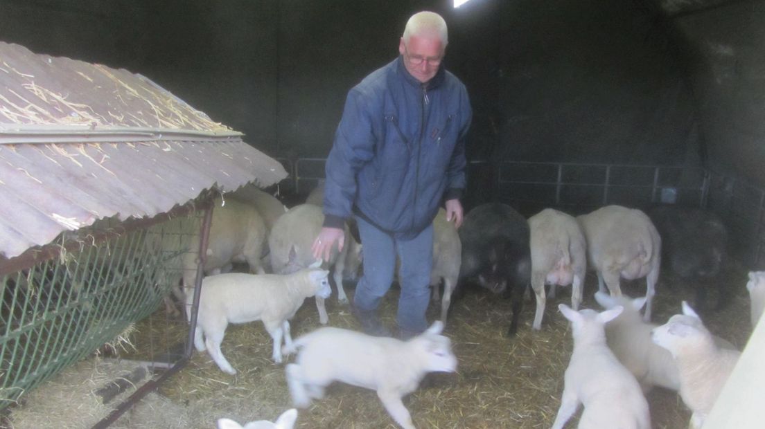 Hobbyboer houdt schapen op het droge