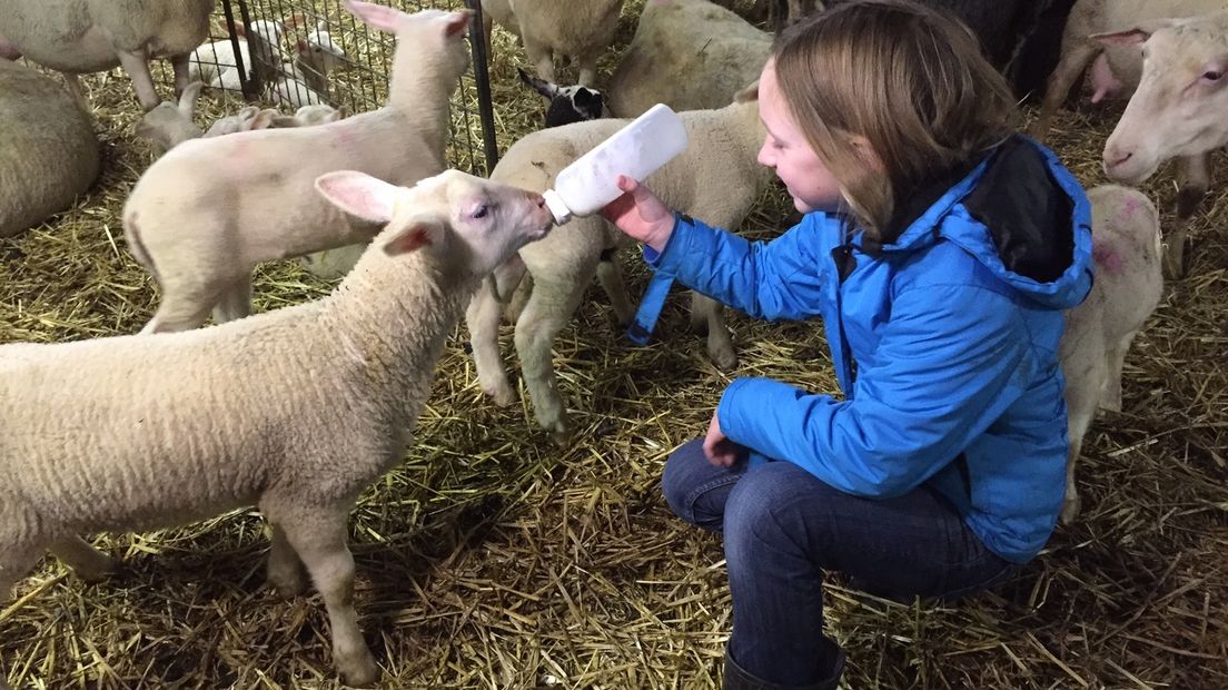 Nieuwe eigenaren voor Schaapskooi Nisse (video)