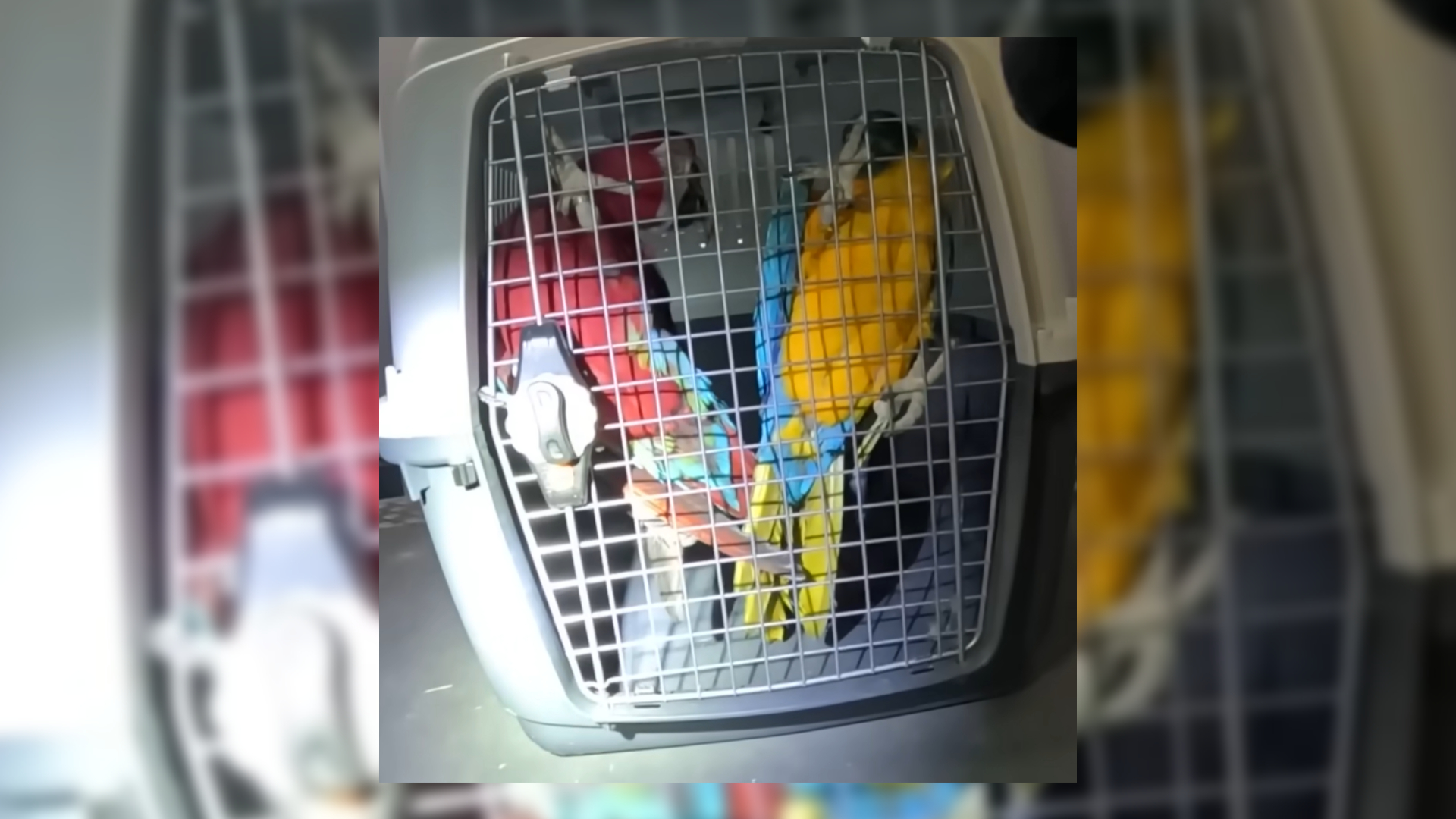 De twee in beslag genomen papegaaien.