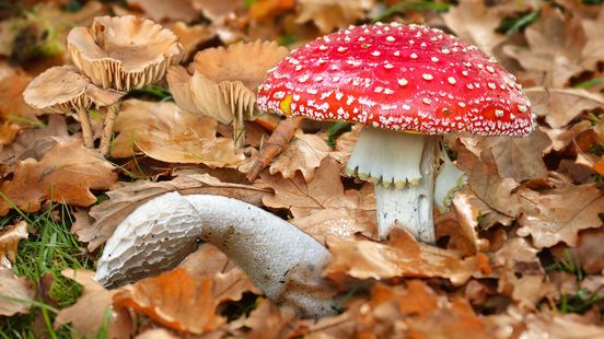 Foto: Deze vijf bekende paddenstoelen kun je nu spotten tijdens de eerste telling