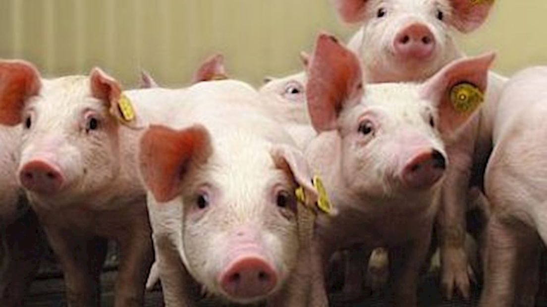 Deur blijft dicht voor meer varkens in Fortwijk.