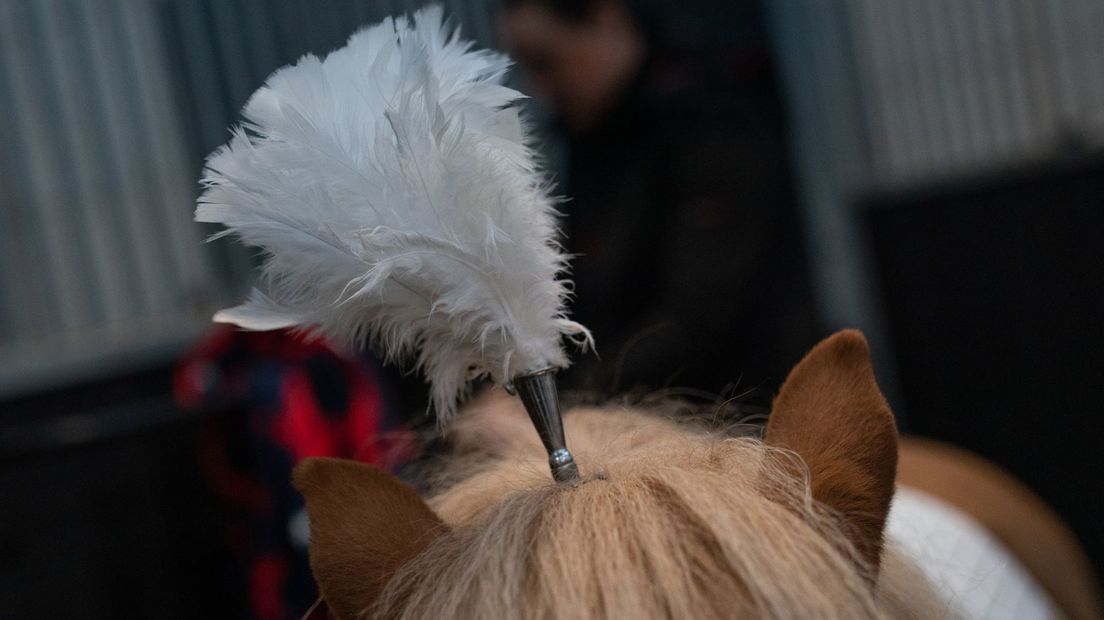 Een showpaard met 'tooi' is klaar voor het optreden tijdens de Kerstshow in Exloo