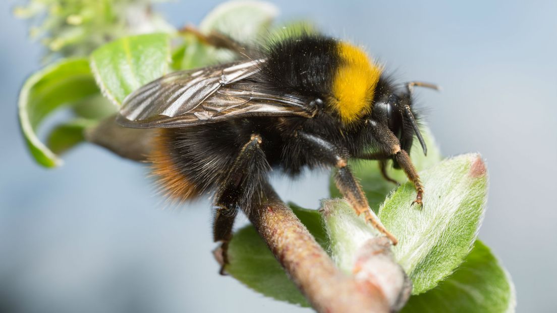 Hommels behoren ook tot de familie van de wilde bijen (Rechten: Naturalis)