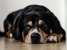 Paaseitjes levensgevaarlijk voor hond: 'Kan overlijden'