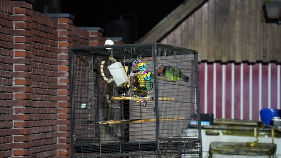 Vogel gered door buren bij woningbrand