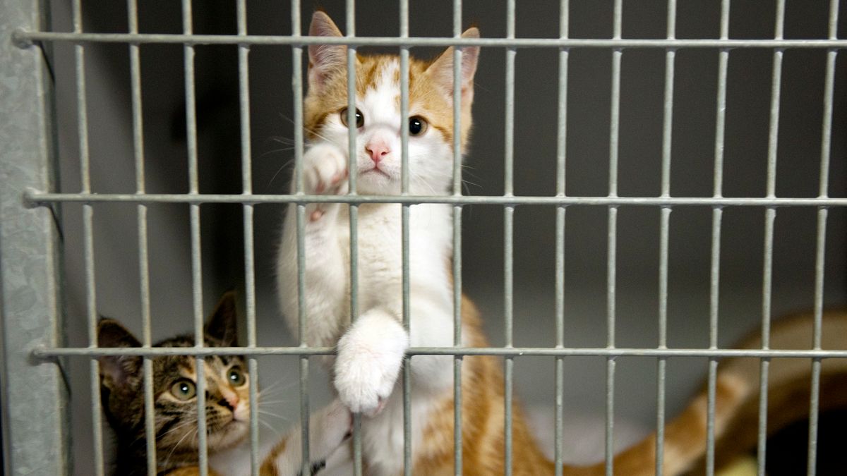 'Kattenhater' dumpt Brabantse katten op Tholen: 'Dit is het topje van de ijsberg'