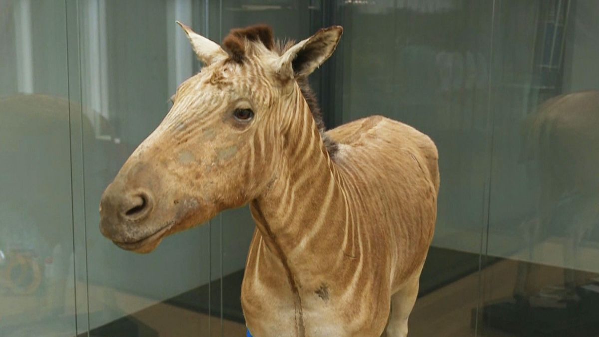 Laatste uitgestorven zebra opgezet, dier heeft giftige huid - Omroep West