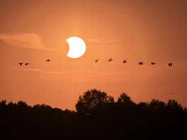 Noordelijk onderzoek: 'Mezen en duiven verstopten zich tijdens zonsverduistering'
