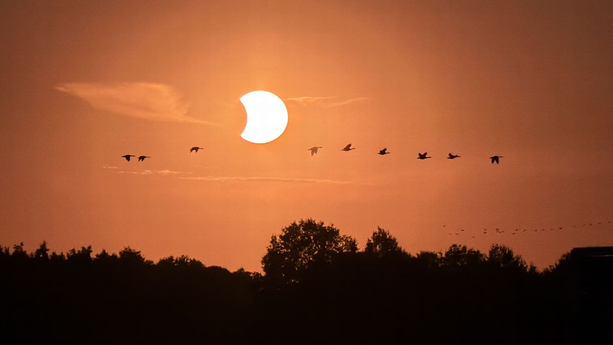 Noordelijk onderzoek: 'Mezen en duiven verstopten zich tijdens zonsverduistering'