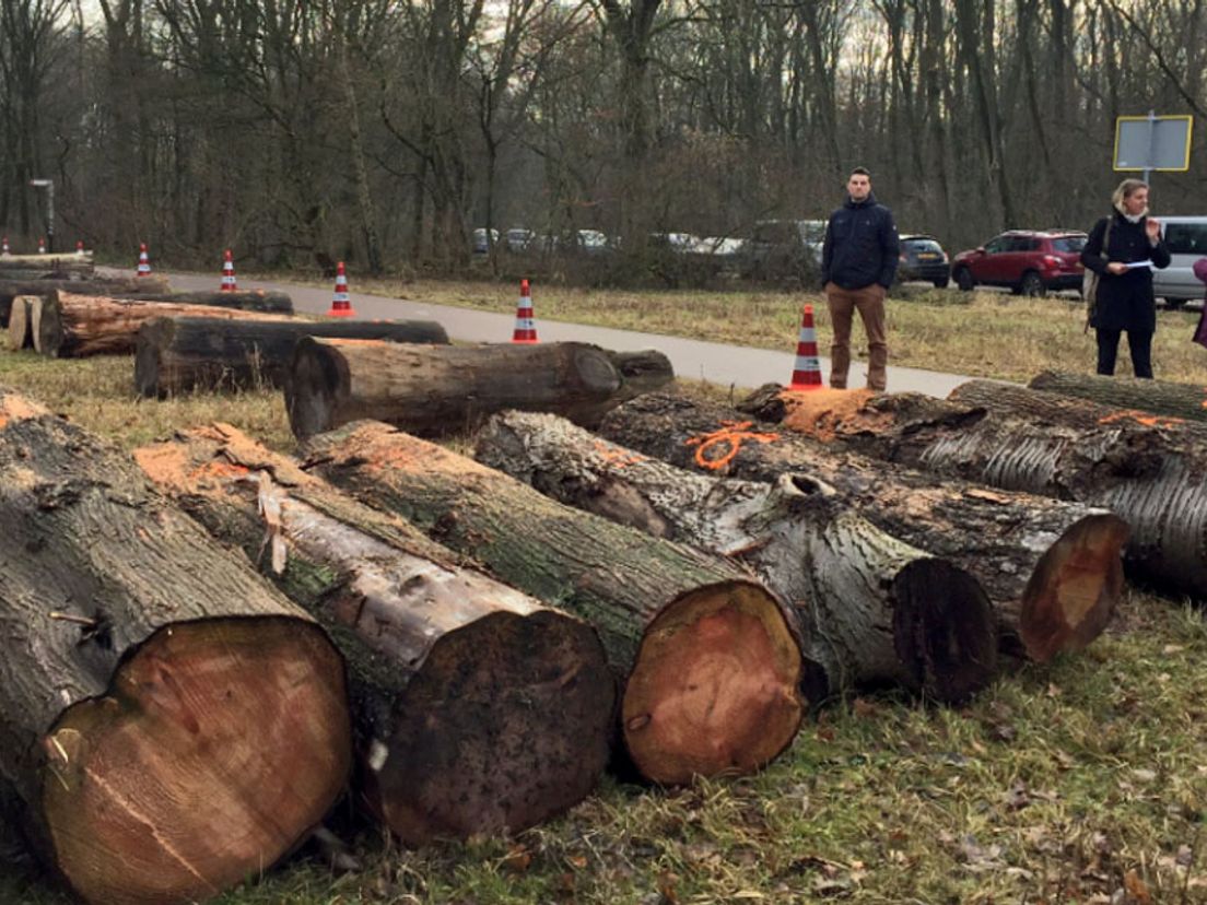 De bomenveiling