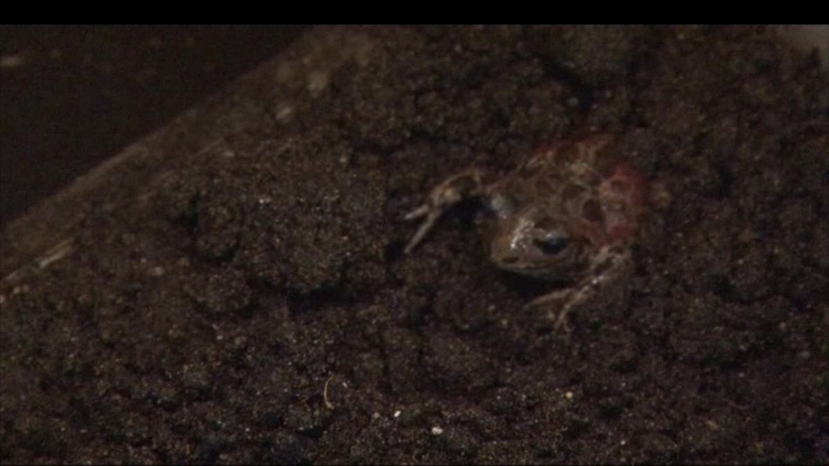 Intensief onderzoek naar knoflookpadden