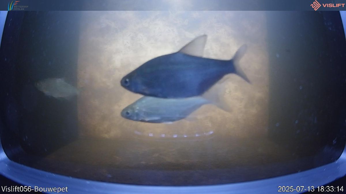 Fryslân krijgt zijn eigen visdeurbel bij Gytsjerk