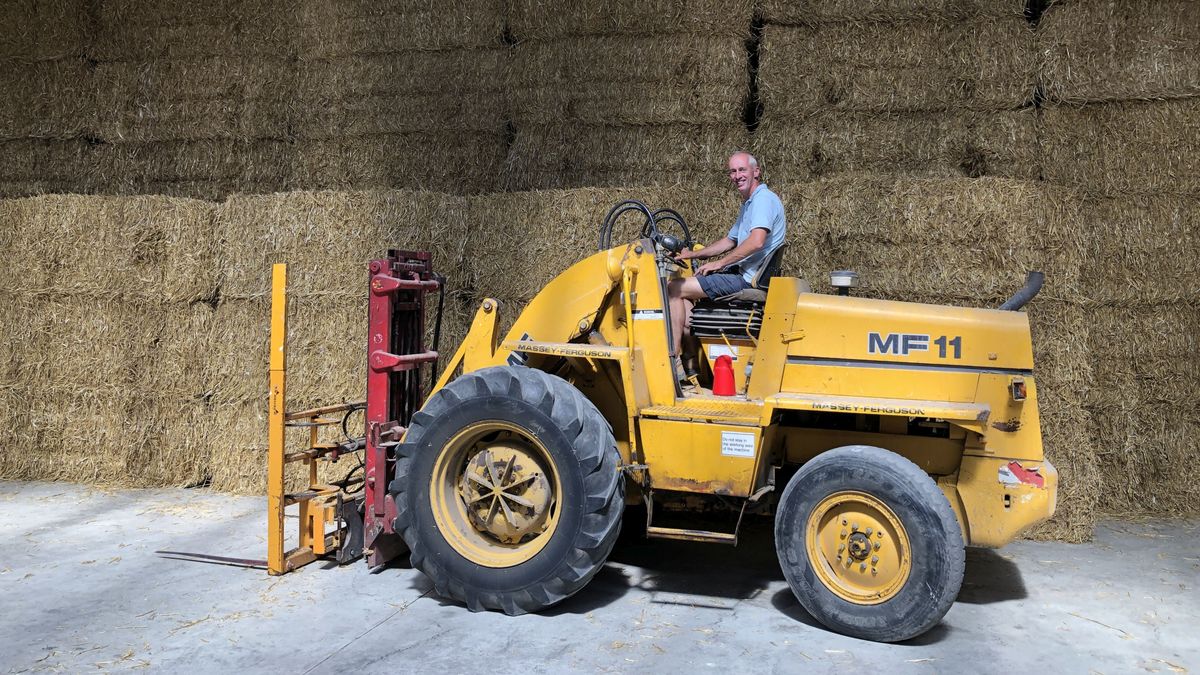 Wintertarwe gaat van het land: ‘De korrel is droog, dan begin je’