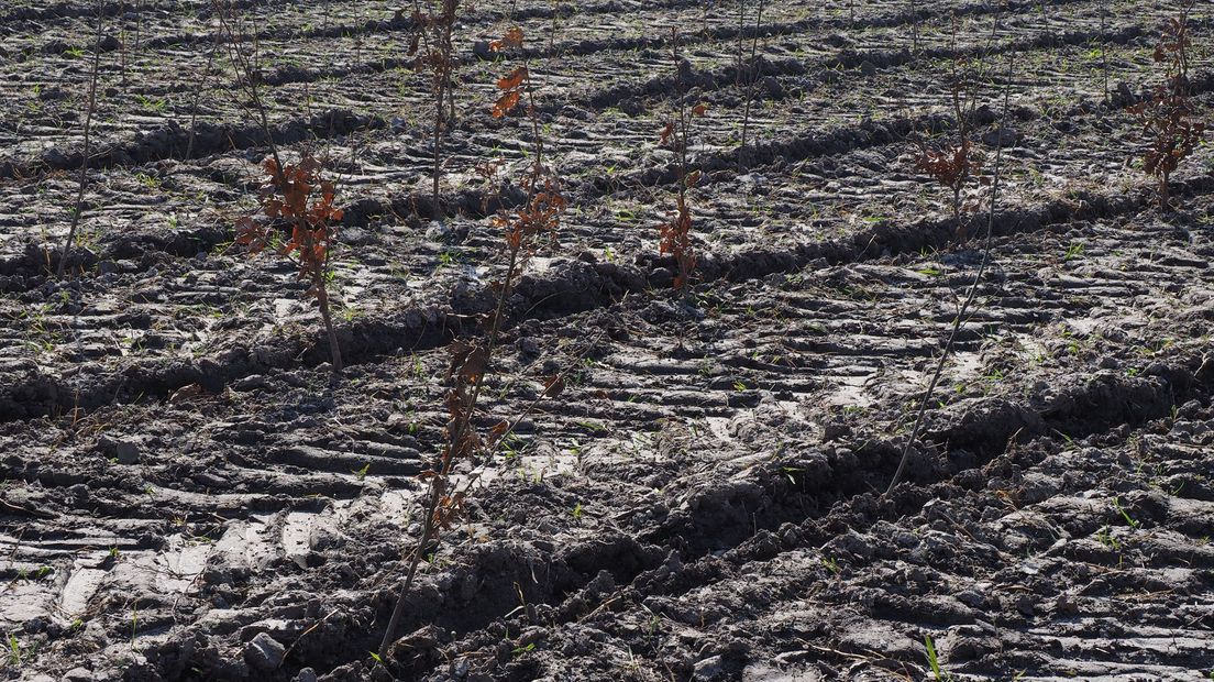 Het duurt nog jaren voordat deze plantjes op een bos gaan lijken