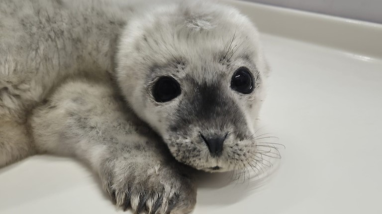 zeehondenpup