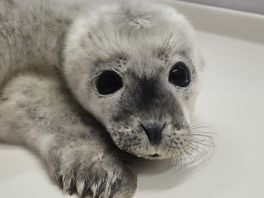 zeehondenpup