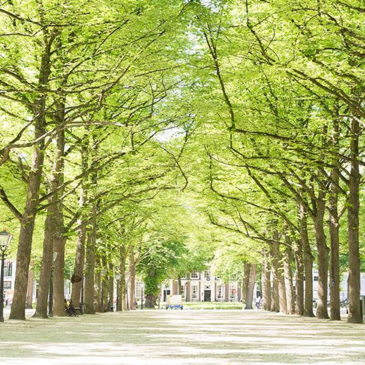 7 dingen die je nog niet wist over het Lange Voorhout in Den Haag - Omroep  West