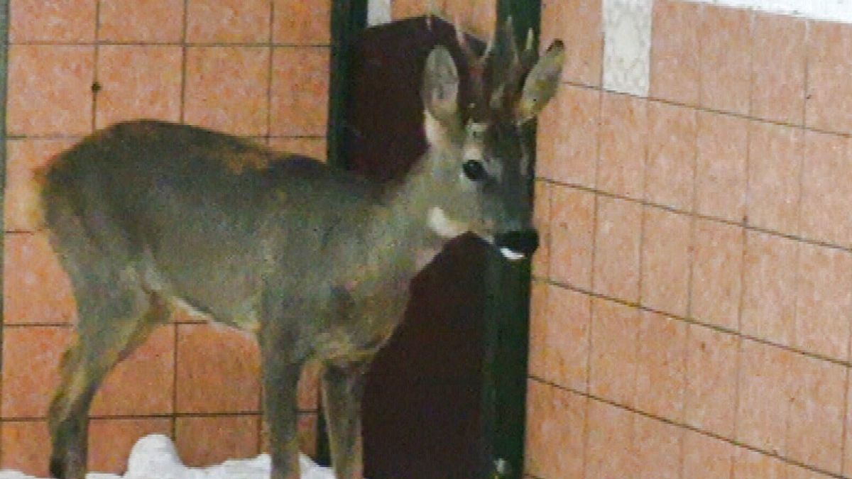 Meer dieren in nood en dus moet opvang in Moddergat uitbreiden: "Snel stijgende lijn"