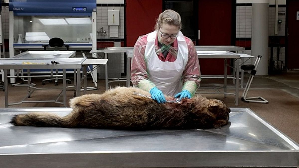 Doodgeschoten 'probleemwolf' Bram straks te zien in museum