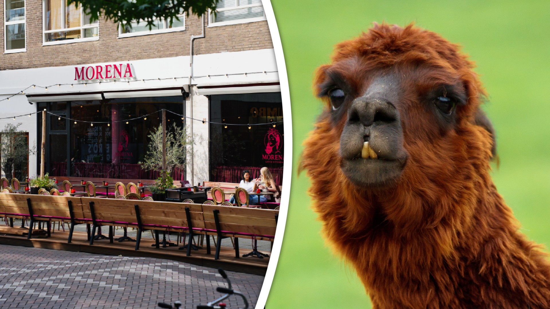 Lunchen tussen de alpaca's? De Partij voor de Dieren vindt er wat van.