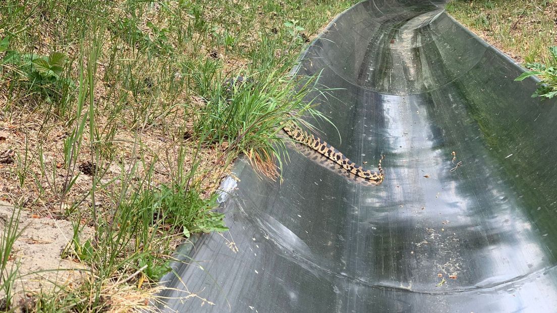 De slang lag op de rodelbaan van het attractiepark
