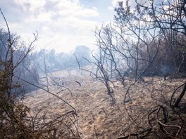 Uiteindelijk werd zo’n 2.000 vierkante meter aan natuur verwoest.