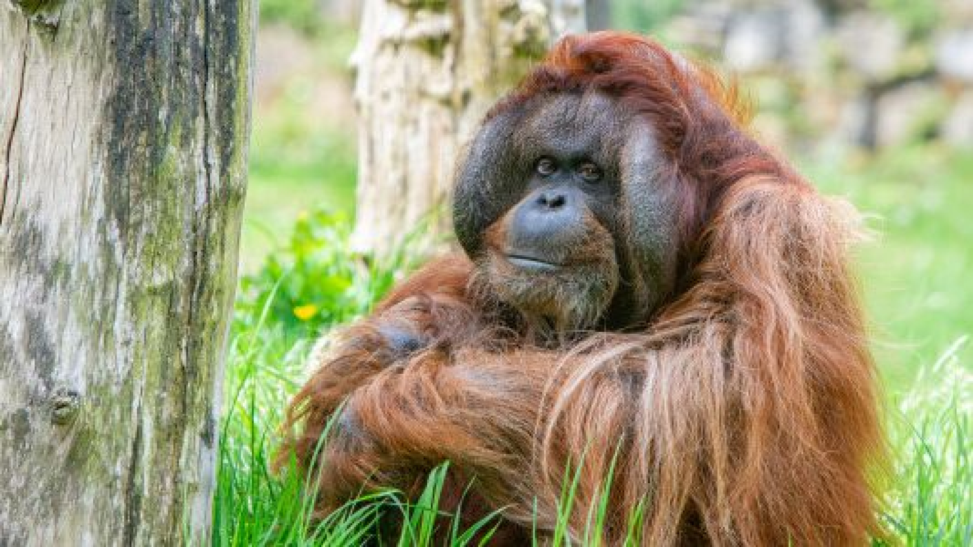 Apenheul laat zieke orang-oetan Kevin (43) inslapen