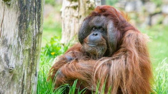 Apenheul laat zieke orang-oetan Kevin (43) inslapen