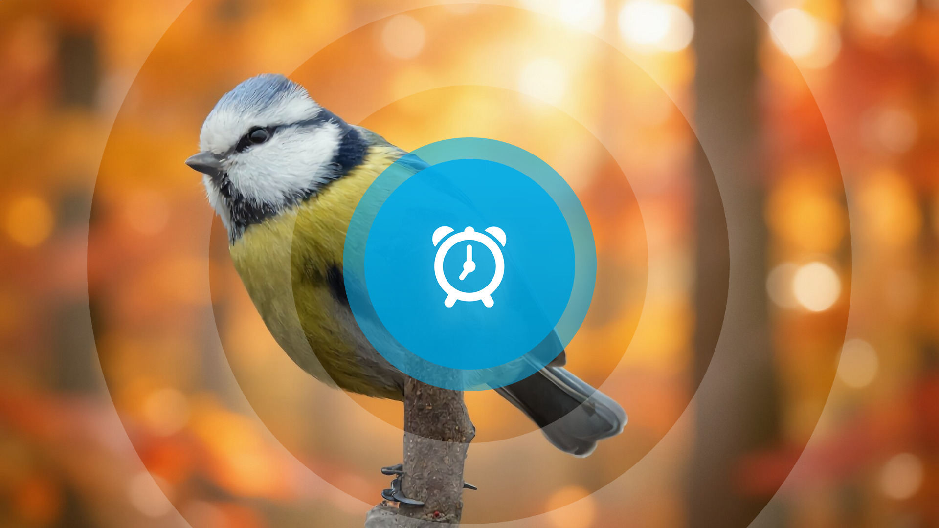 Goedemorgen! Kandidaten verkiezingen bekend, ontruimingsoefening in winkelcentrum en taalles bij voetbal