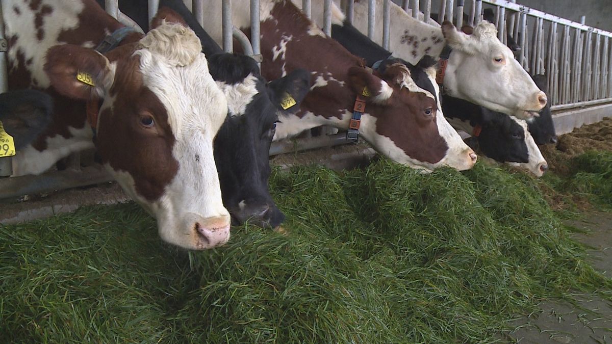 Koeien in Hitzum eten eerste grasoogst van dit jaar