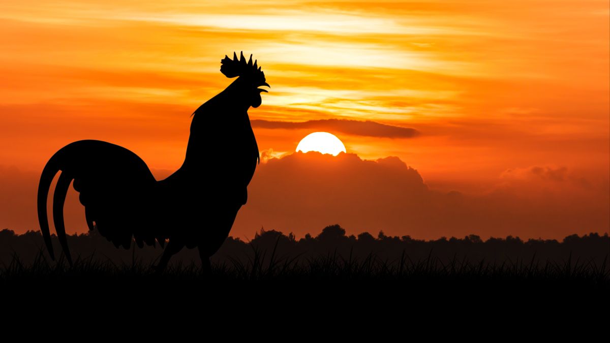 Raad van State niet van de leg, bezwaar kippenboer tegen komst woonwijk Den Ham van tafel