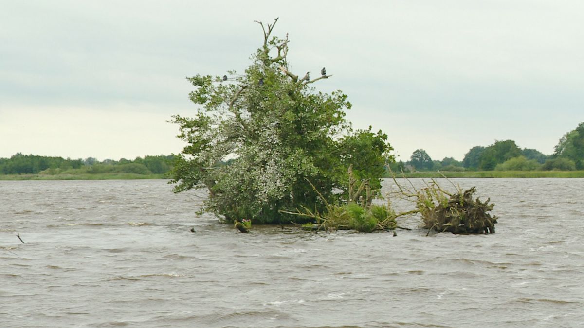 Historisch eilandje in De Leien is nu nog maar één boom: plan moet Kninepôle redden