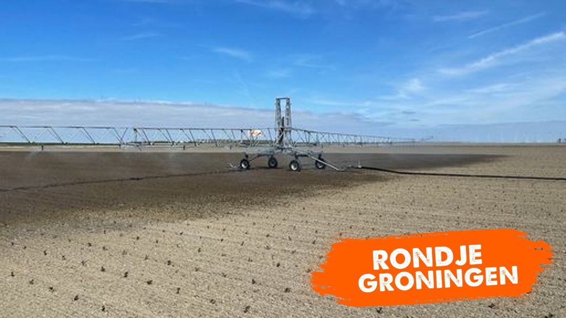 Een sproeiboom beregent spruiten op de klei in het noorden van Groningen