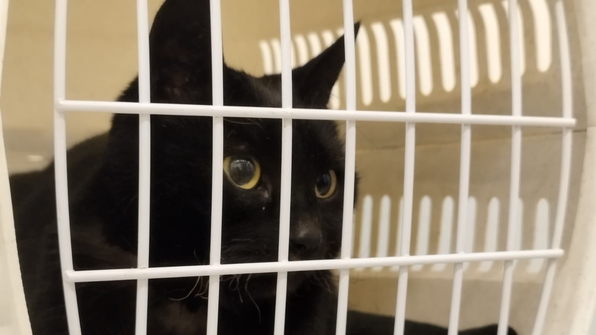 Vermiste kat Kerel na dagenlange zoektocht gevonden