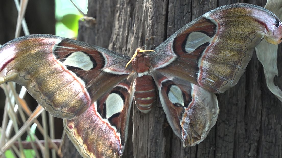 Vlinderliefhebbers kunnen hun ogen uitkijken in Vlindertuin 'De Kas' in Zutphen. Afgelopen maand is de tuin weer open gegaan voor publiek. Er zijn al vele vlinders te zien, waaronder de atlasvlinder, bijna de grootste vlindersoort ter wereld.