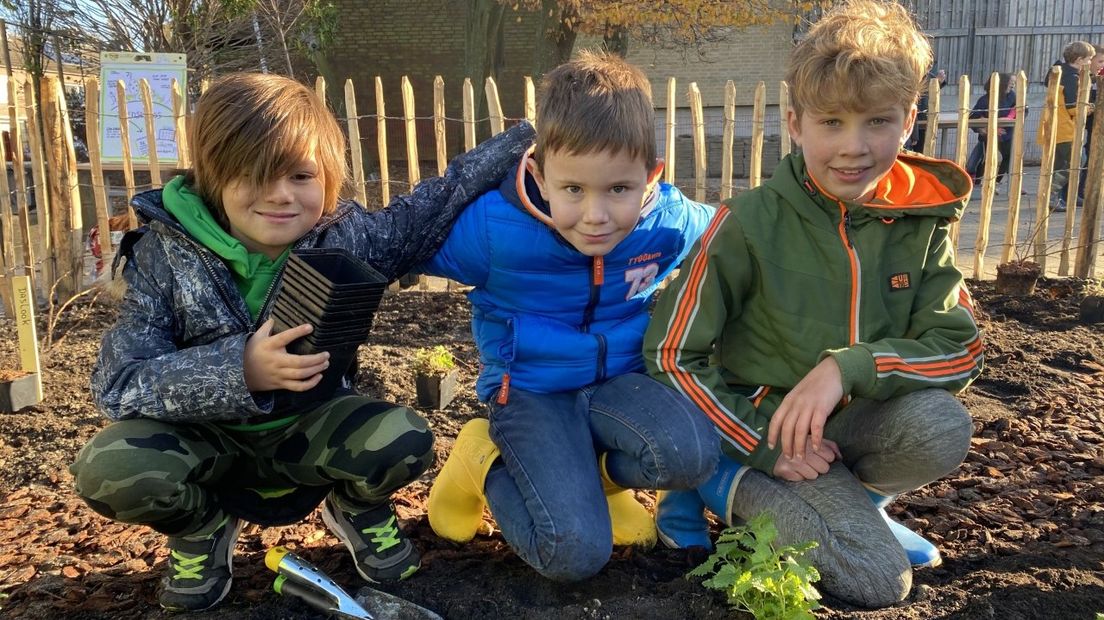 Tuborg (9), Luc (9) en Bink (8) zijn druk bezig met het planten van citroenmelisse