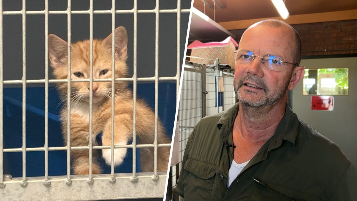 Asiel stroomt vol met jonge kittens: 'Pak zwerfkattenprobleem aan'
