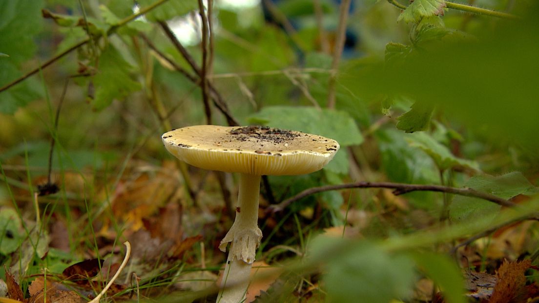 De giftige groene knolamaniet die dodelijk kan zijn