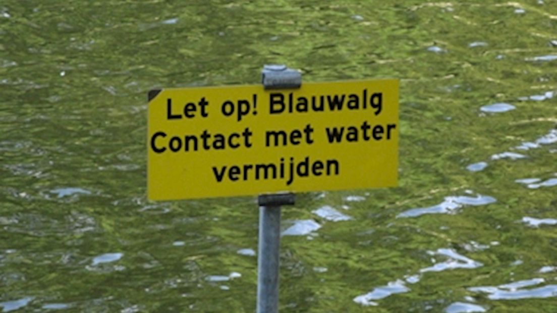 Blauwalg in Dollegoorvijver