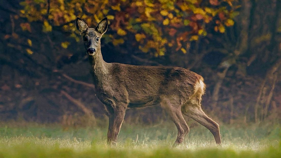 Reewild wordt opgejaagd door drukte in natuur