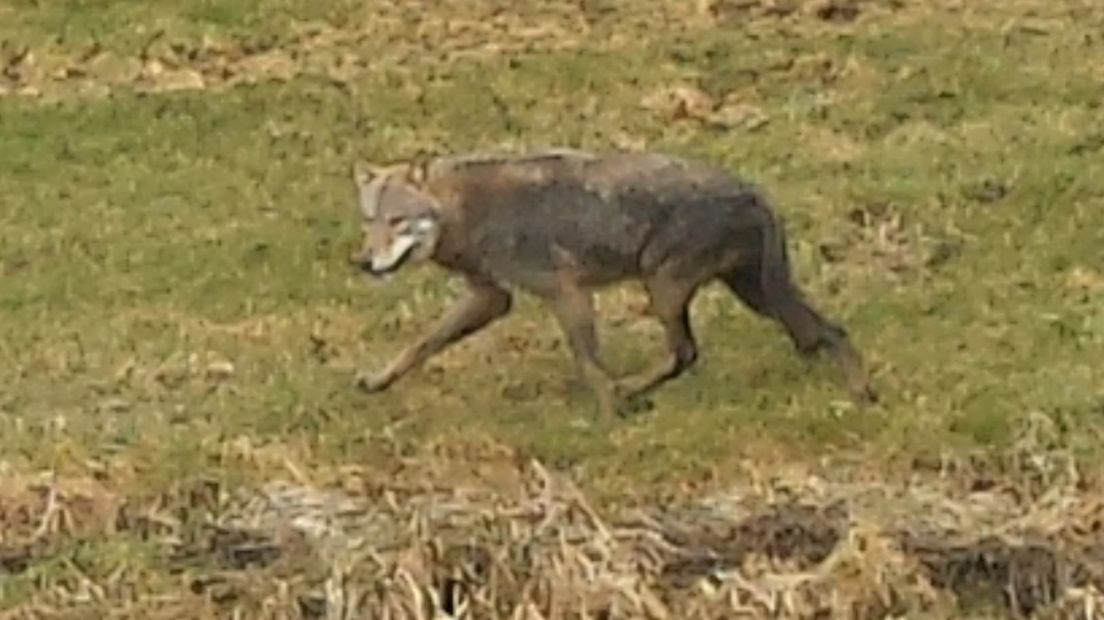 En dat is drie: Wolf gefotografeerd in Genemuiden