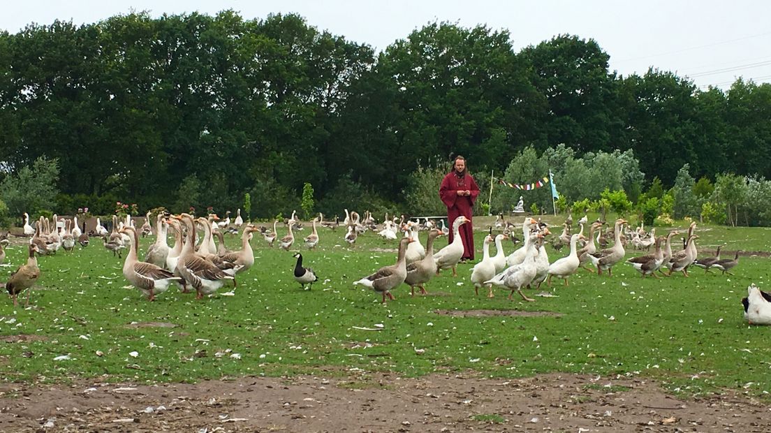 De eenzame gans krijgt een plek in het ganzenparadijs in Dalen (Rechten: archief RTV Drenthe)