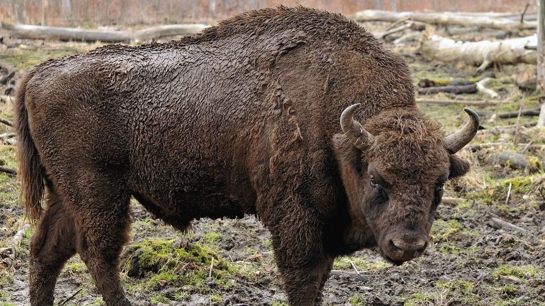 Wisent, ook wel Europese bizon genoemd