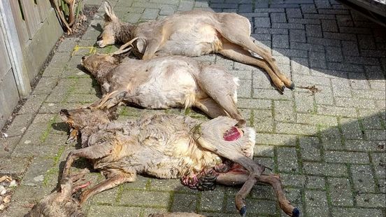 Zwarte dag wildbeheer Vriezenveen, vijf reeën verongelukt op één dag. Zwarte dag wildbeheer Vriezenveen, vijf reeën verongelukt op één dag.