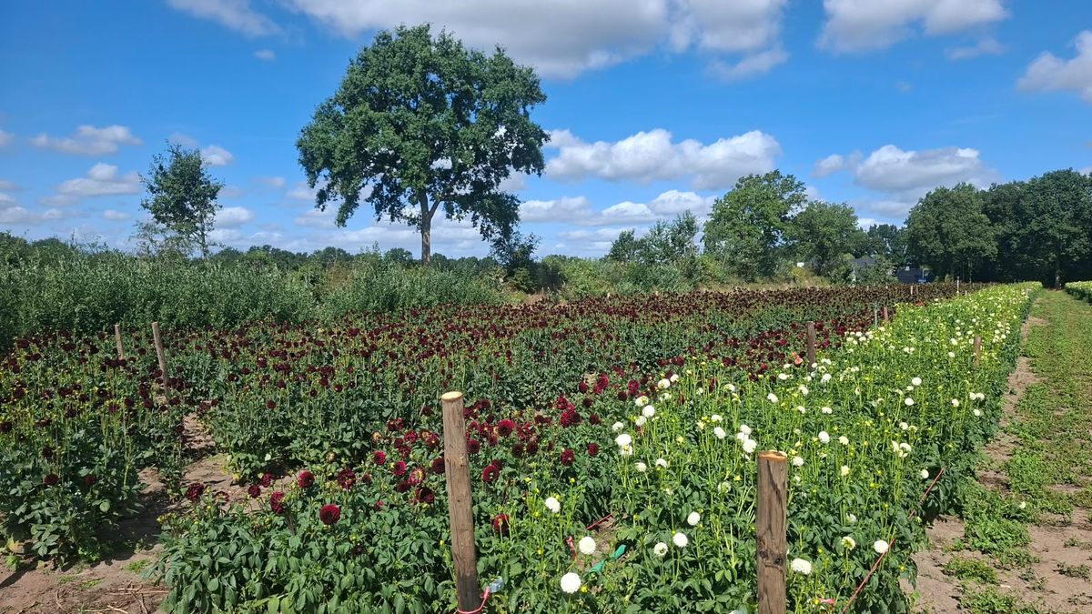 Corsobouwers Sint Jansklooster vechten tegen de droogte