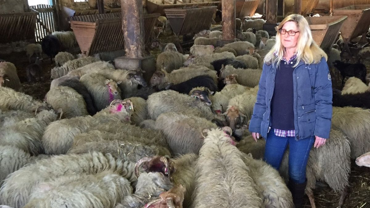 Herder schaapskudde Exloo binnen jaar vervangen na conflict
