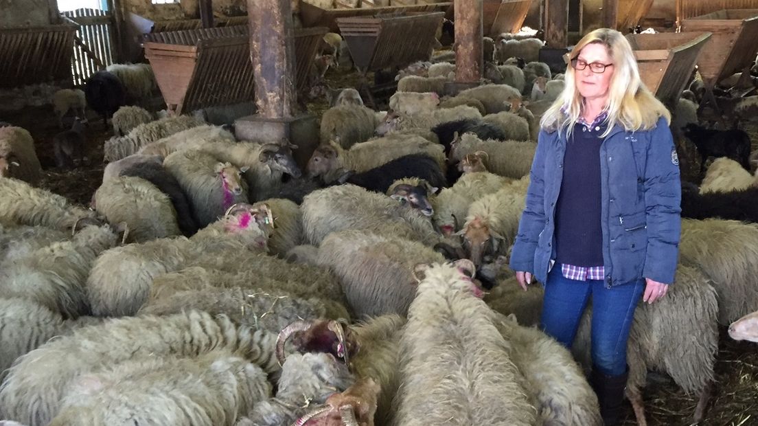 De nieuwe herder Neline Lagerwaard (Rechten: RTV Drenthe / Berton van Balveren)